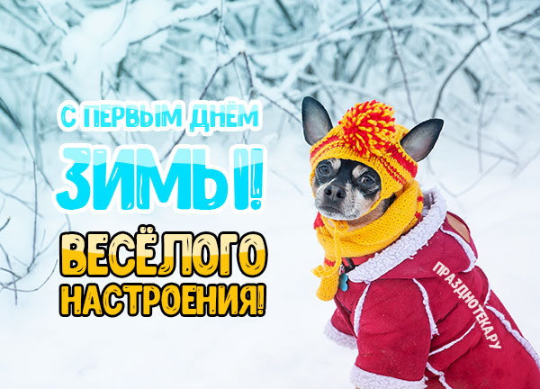 Смешная открытка с первым днём зимы с собачкой в шапке